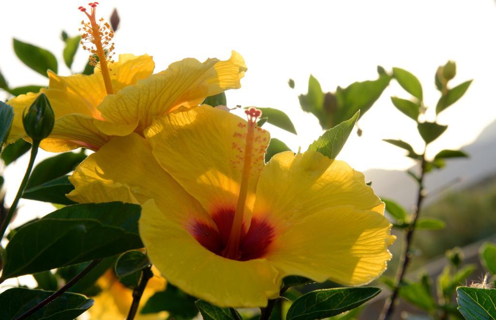 Lagada Resort Makrýgialos エクステリア 写真